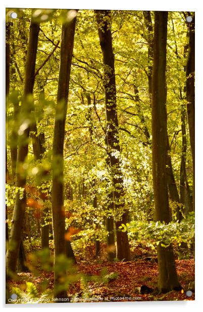 Beech woodland  Acrylic by Simon Johnson