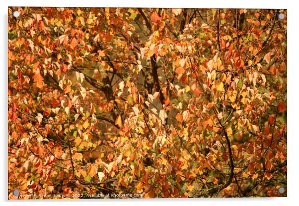 multitude of sunlit autumnal leaves Acrylic by Simon Johnson