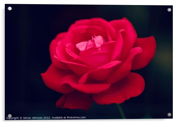 rose flower Acrylic by Simon Johnson