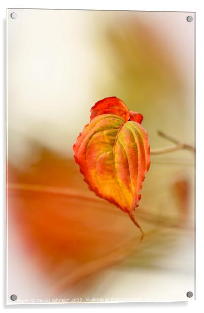 A close up of an autumn leaf Acrylic by Simon Johnson