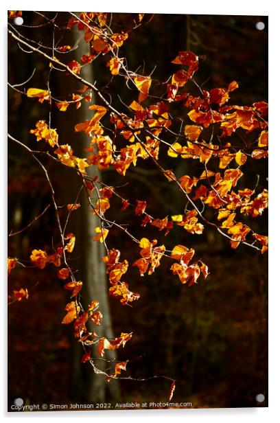 Sunlit beech leaves  Acrylic by Simon Johnson