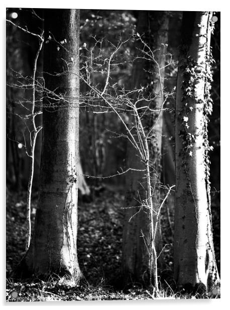 Woodland light in monochrome  Acrylic by Simon Johnson