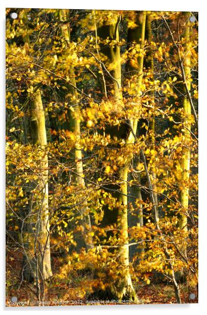 sunlit beech woodland  Acrylic by Simon Johnson