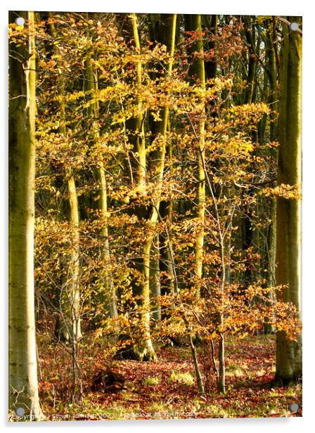 Beech woodland  Acrylic by Simon Johnson