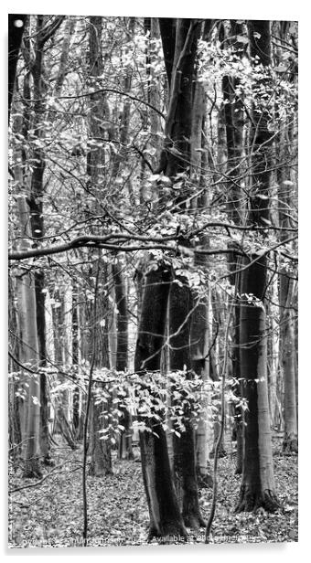 Woodland in monochrome  Acrylic by Simon Johnson