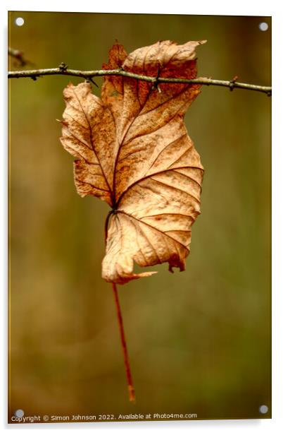Leaf clinging on Acrylic by Simon Johnson