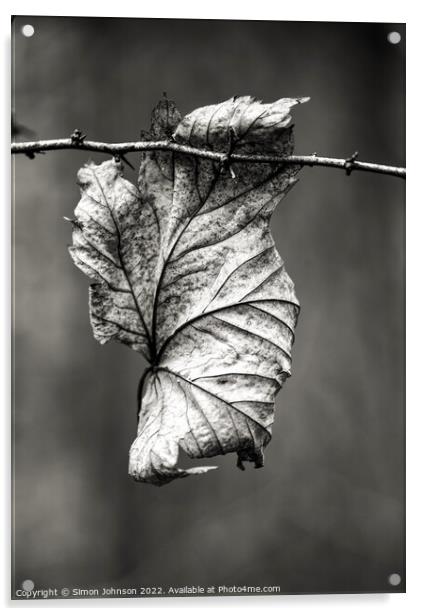 Leaf clinging on Acrylic by Simon Johnson
