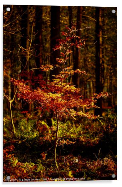 Sunlit beech tree Acrylic by Simon Johnson