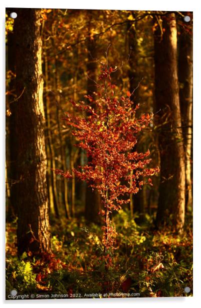 Sunlit Beech tree Acrylic by Simon Johnson