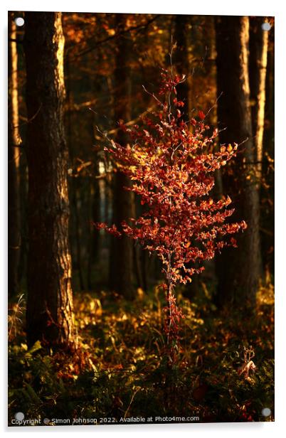 sunlit Beech Tree  Acrylic by Simon Johnson