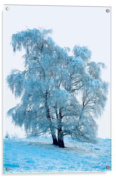 Frosted Tree Acrylic by Simon Johnson