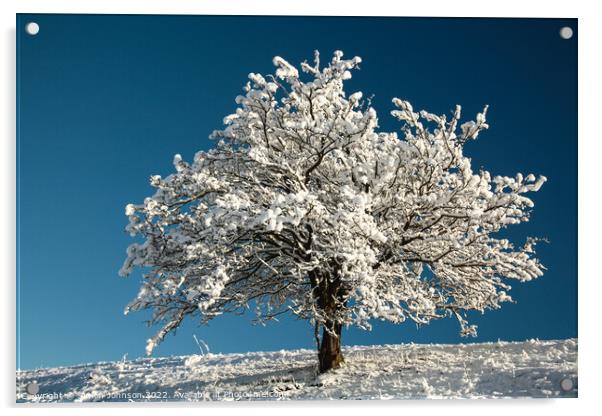 winter tree Acrylic by Simon Johnson