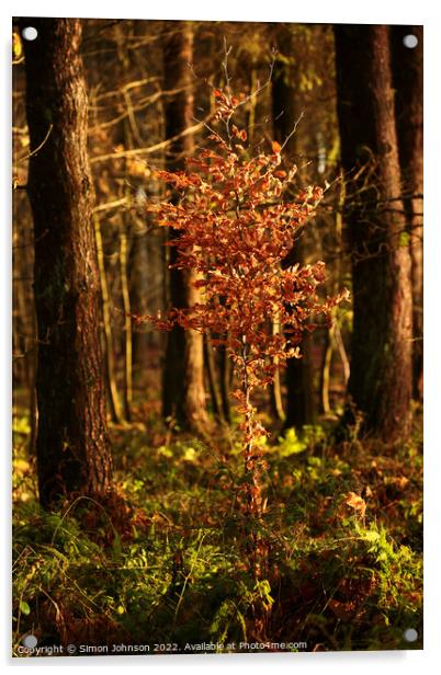 Sunlit beech tree Acrylic by Simon Johnson