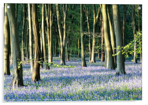Bluebell woodland  Acrylic by Simon Johnson