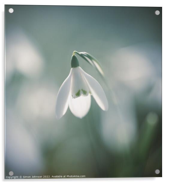 Snowdrop flower  Acrylic by Simon Johnson
