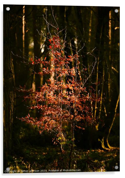 sunlit tree Snowshill Woods  Acrylic by Simon Johnson