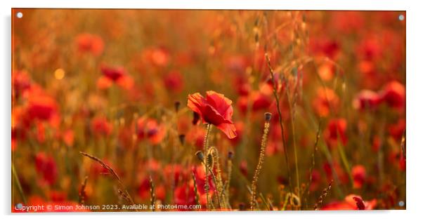 Sunlit poppy field Acrylic by Simon Johnson