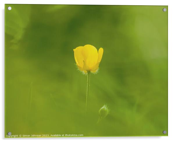  buttercup flower Acrylic by Simon Johnson