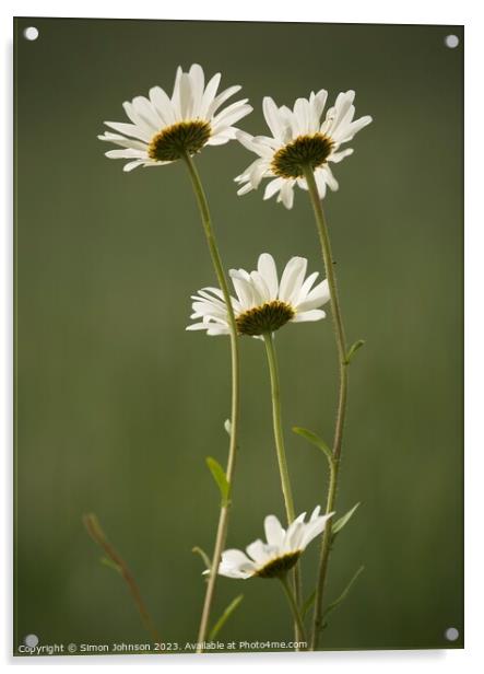 Four Daisys Acrylic by Simon Johnson