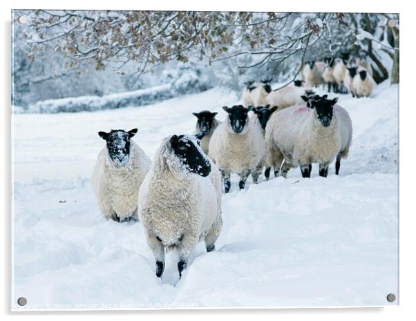 snowy sheep Acrylic by Simon Johnson