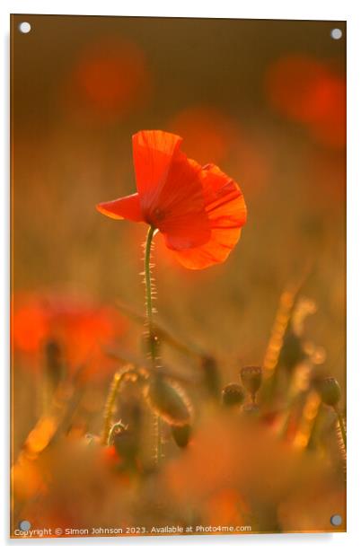 Sunlit poppy  Acrylic by Simon Johnson