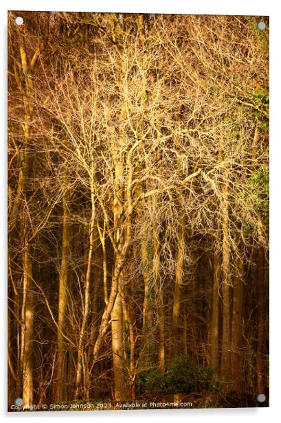 Sunlit trees Acrylic by Simon Johnson