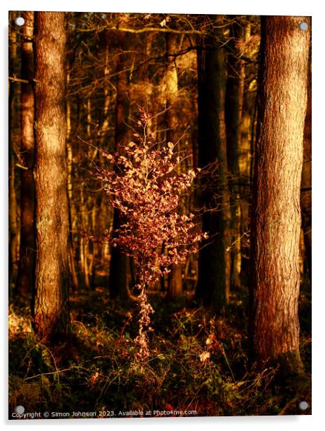 Sunlit Beech tree  Acrylic by Simon Johnson