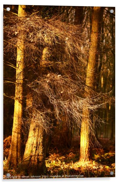 Sunlit woodland  Acrylic by Simon Johnson