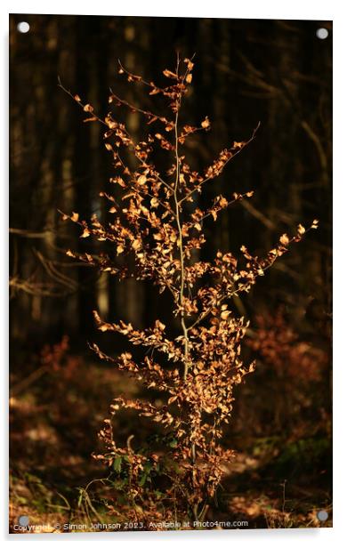 A christmas tree lit up at night Acrylic by Simon Johnson