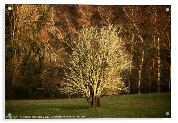 sunlit  tree Acrylic by Simon Johnson