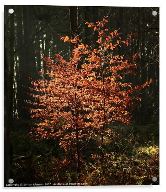 sunlit Beech Trees Acrylic by Simon Johnson