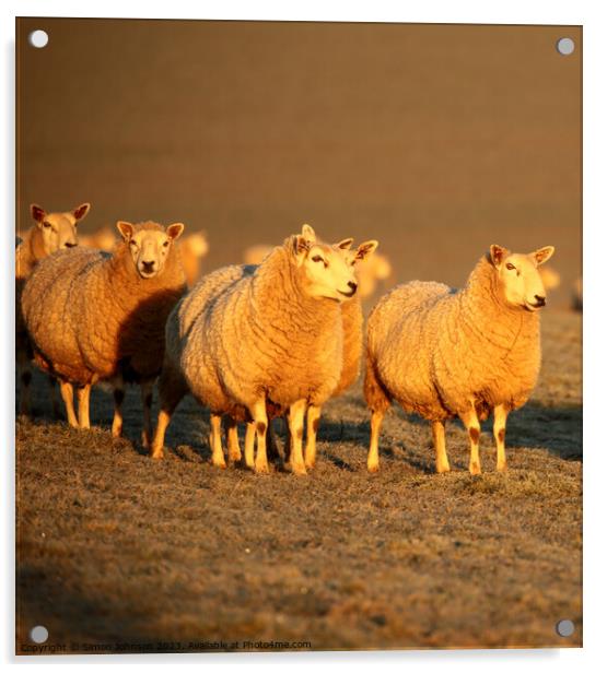 A group of sheep standing on top of a field Acrylic by Simon Johnson