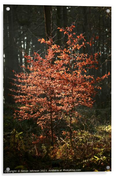 sunlit beech tree  Acrylic by Simon Johnson