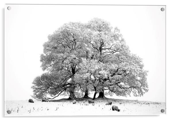 Snow, tree,sheep in monochrome  Acrylic by Simon Johnson