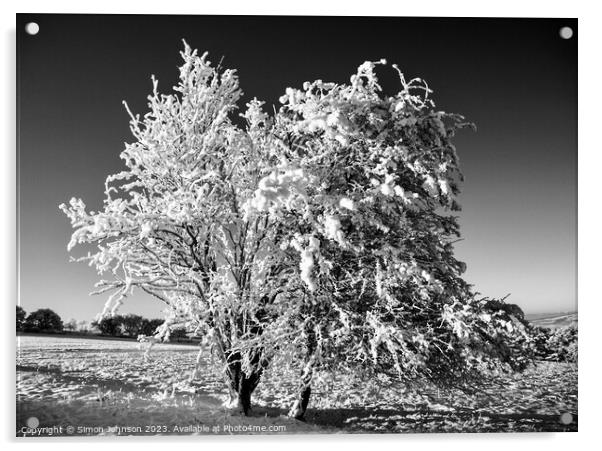 Snow clad tree  Acrylic by Simon Johnson