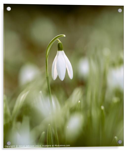 Snowdrop Flower Acrylic by Simon Johnson