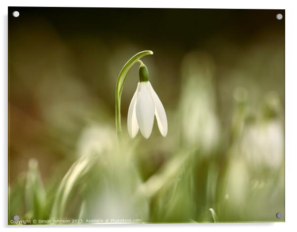 A close up of a sunlit Snowdrop flower Acrylic by Simon Johnson