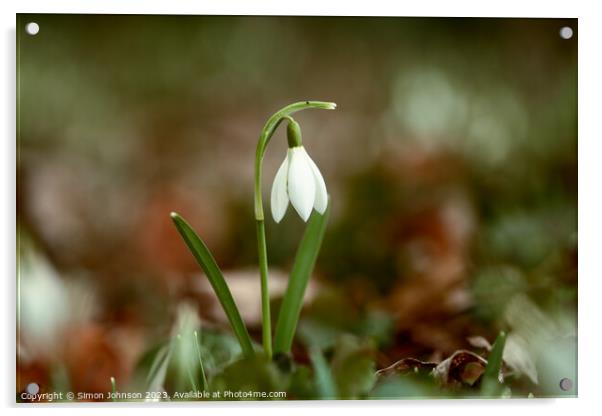 Snowdrop flower Acrylic by Simon Johnson