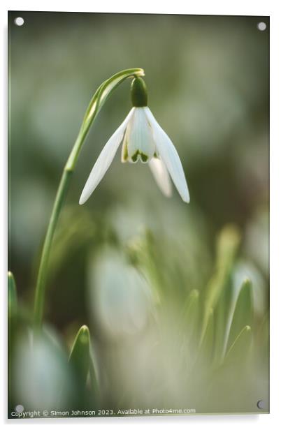 Snowdrop  flower Acrylic by Simon Johnson