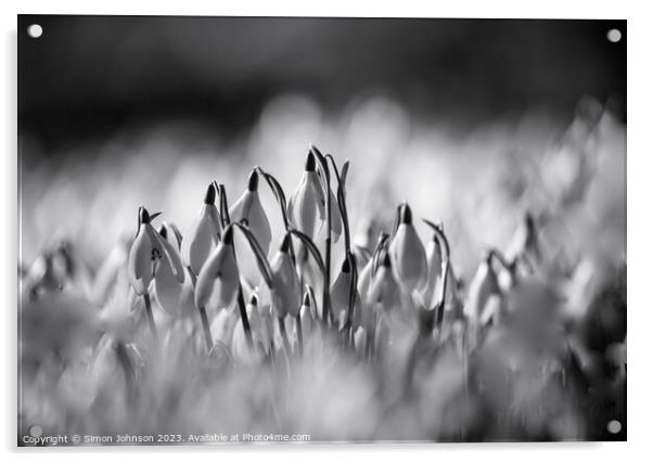 Sunlit Snowdrop flowers Acrylic by Simon Johnson