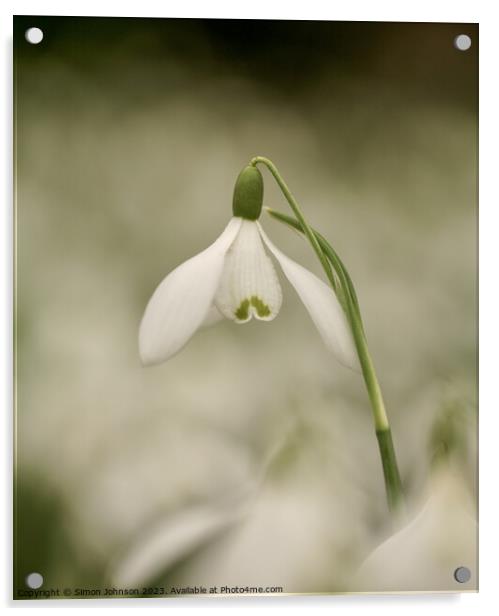   Snowdrop flower Acrylic by Simon Johnson