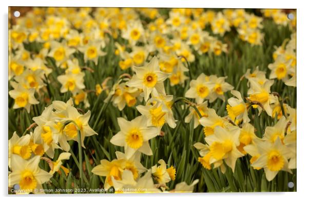 Host of daffodils  Acrylic by Simon Johnson