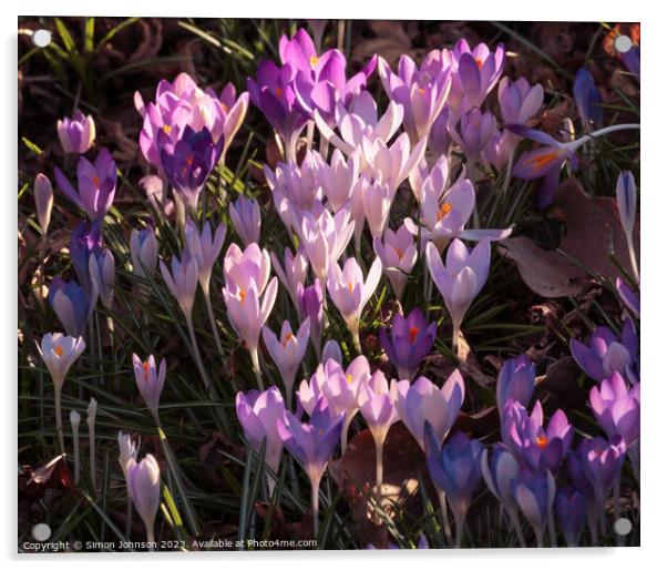 sunlit  spring crocus flowers Acrylic by Simon Johnson