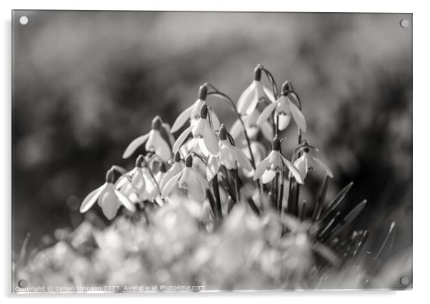 sunlit Snowdrops monochrome  Acrylic by Simon Johnson