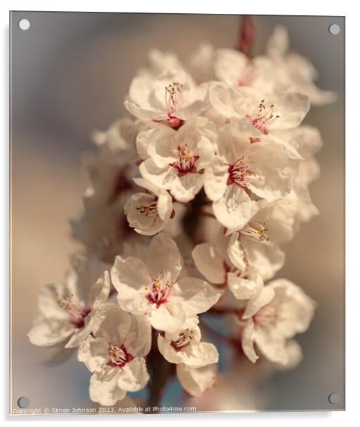 Early spring blossom Acrylic by Simon Johnson