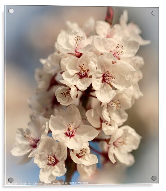 spring blossom Acrylic by Simon Johnson