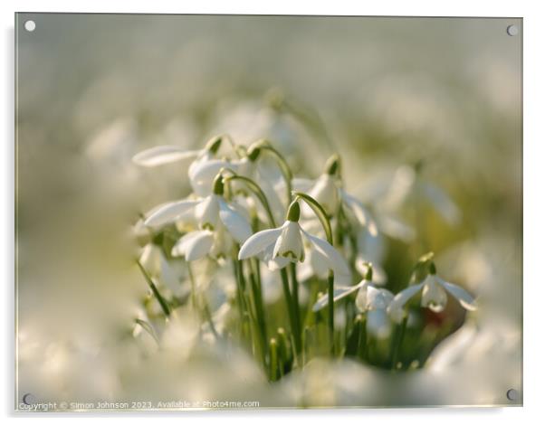sunlit Snowdrop flower Acrylic by Simon Johnson