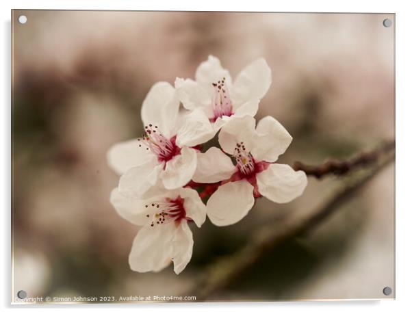 Early spring blossom flower Acrylic by Simon Johnson
