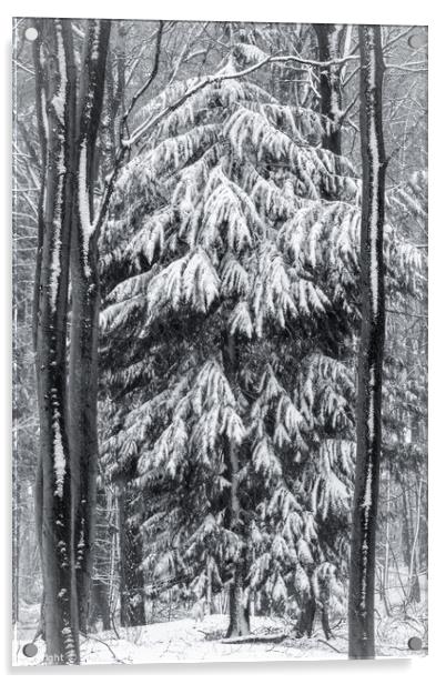 woodland snow on monochrome  Acrylic by Simon Johnson