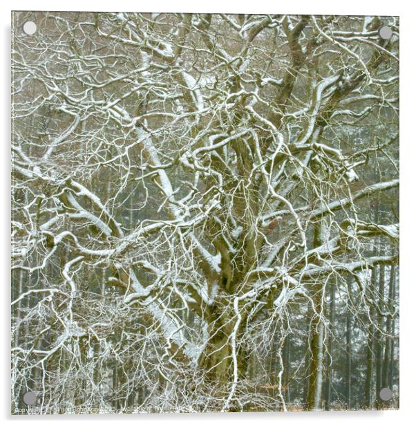 Frosted tree Acrylic by Simon Johnson